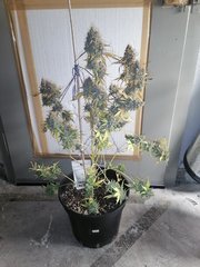 White Widow à 12/12 +72
