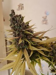 Royal Gorilla phéno violet (Flo+68)