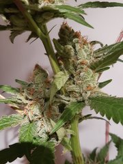 Sweet deep grapefruit