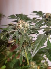 Blue widow