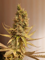 Old school skunk
