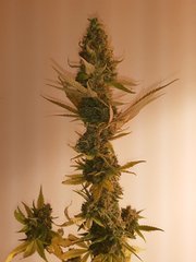 Old school skunk