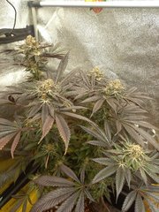 20201204_203710.jpg