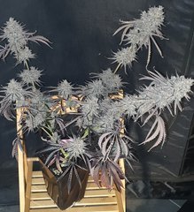 20201208_213051.jpg