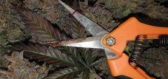 20201208_225031.jpg