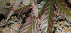 20201208_225041.jpg