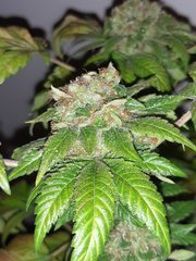 Blue widow