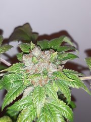 Blue widow