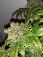 Blue widow