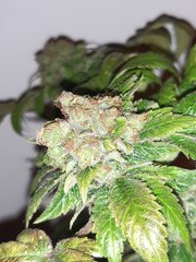 Blue widow