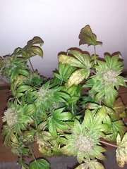 Blue widow
