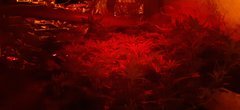 Far RED..fin de 1ere semaine de flo