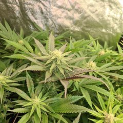 Wedding Gelato (Flo +28)