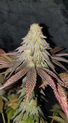 Kmint'z