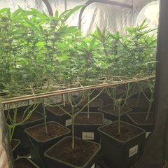 ML / Scrog (un peu foireux) Wedding Gelato (Flo+28)