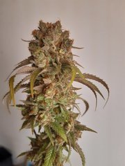 Sweet deep grapefruit