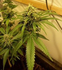 White berry - Paradise seeds