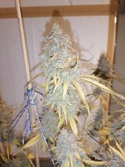 White Widow à 12/12 +72