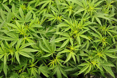 Fast Flowering Green Crack de HSO