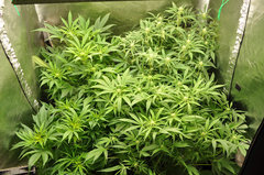 Fast Flowering Green Crack de HSO