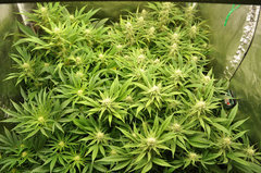 Fast Flowering Green Crack de HSO