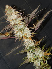 DSCN2250.JPG