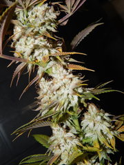 DSCN2253.JPG