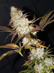DSCN2255.JPG
