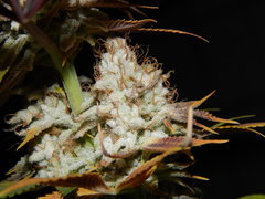 DSCN2310.JPG