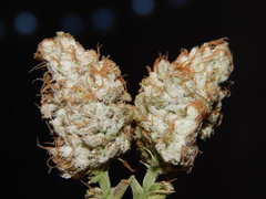Crockett Family Farms - Strawberry Fields 2020