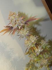 DSCN2555.JPG