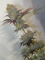 DSCN2559.JPG