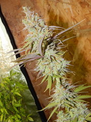 DSCN2638.JPG