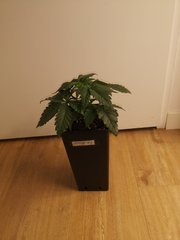 Erdpurt#6