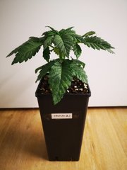 Erdpurt#2
