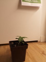 CBD#1 C