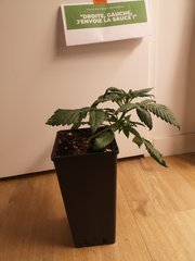 CBD#1 B
