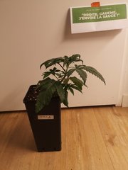 CBD#1 A