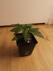 Erdpurt#3