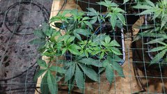 IMG_20201205_183030614.jpg