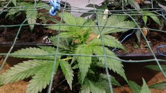 IMG_20201205_183115017.jpg