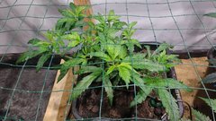 IMG_20201205_183125170.jpg