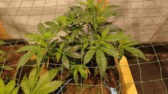 IMG_20201205_183141638.jpg