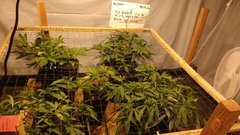 IMG_20201212_160616237.jpg
