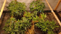 IMG_20201212_160705468.jpg