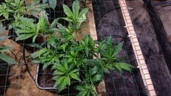 IMG_20201212_160719835.jpg