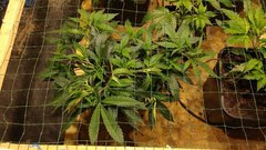 IMG_20201212_160728991.jpg