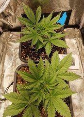 Greengo bio haze