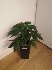 Erdpurt #6