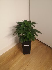 Erdpurt #5